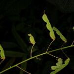 Grona adscendens Fruit