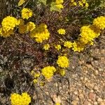 Eriophyllum confertiflorum Blüte