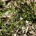 Polypremum procumbens Celota