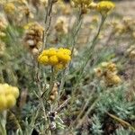 Helichrysum saxatileFlower