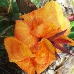 Canna × hybridaBlüte