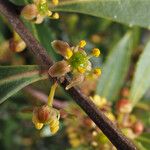 Maytenus boaria Floare