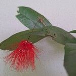 Calliandra brenesiiFlower