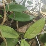 Hoya australis Leaf