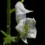 Aconitum columbianum Kvet