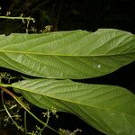 Ocotea atirrensis Hoja