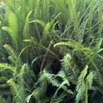 Nephrolepis cordifolia List