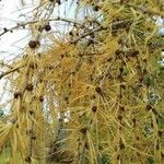 Larix decidua পাতা