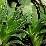 Aloe aristata Blatt