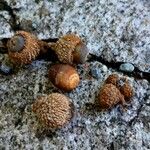 Quercus macrocarpa Fruit