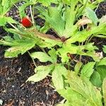 Podophyllum hexandrum Leht