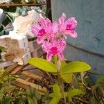 Cattleya amethystoglossa 花