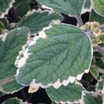 Plectranthus spp. Leaf