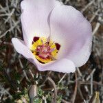 Calochortus flexuosus Blodyn