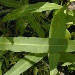 Rumex verticillatus Leaf