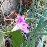 Ipomoea asarifolia Λουλούδι