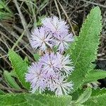 Hoffmannanthus abbotianus Blomst