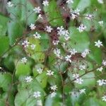 Vancouveria hexandra Flower