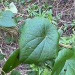 Stephania japonica Leaf