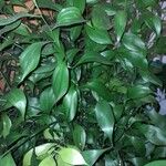 Ruscus hypophyllum Blatt