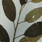 Solanum rubiginosum Altro