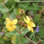 Hypericum richeri Flower