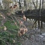 Arctium lappa फल