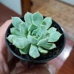 Echeveria colorata List