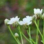 Achillea ptarmica 花