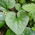 Asarum caudatum ᱥᱟᱠᱟᱢ