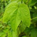 Dalechampia tamifolia Blad