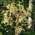 Aralia spinosa 花