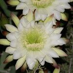 Cereus hildmannianus Flower