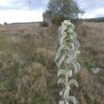 Mercurialis tomentosa Leaf