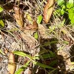 Sarracenia minor Blodyn