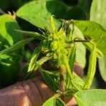 Desmodium tortuosum Diğer