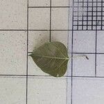 Ficus rumphii Leaf