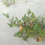 Rumex roseus Hoja