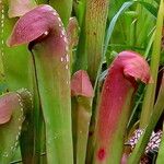 Sarracenia minor फूल