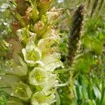 Campanula thyrsoides Λουλούδι
