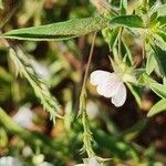 Justicia calyculata Fleur