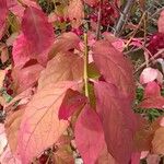 Euonymus latifolius Leaf