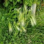 Hordeum jubatum Leaf