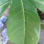 Ficus callosa Leht