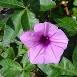 Ipomoea cairica പുഷ്പം