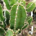 Euphorbia cooperi Hoja