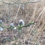 Salix appendiculata Kukka