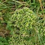 Selinum carvifolium Fruit