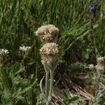 Antennaria lanata عادت