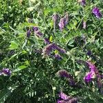 Vicia villosa 葉